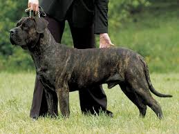 犬を家族に迎える前に